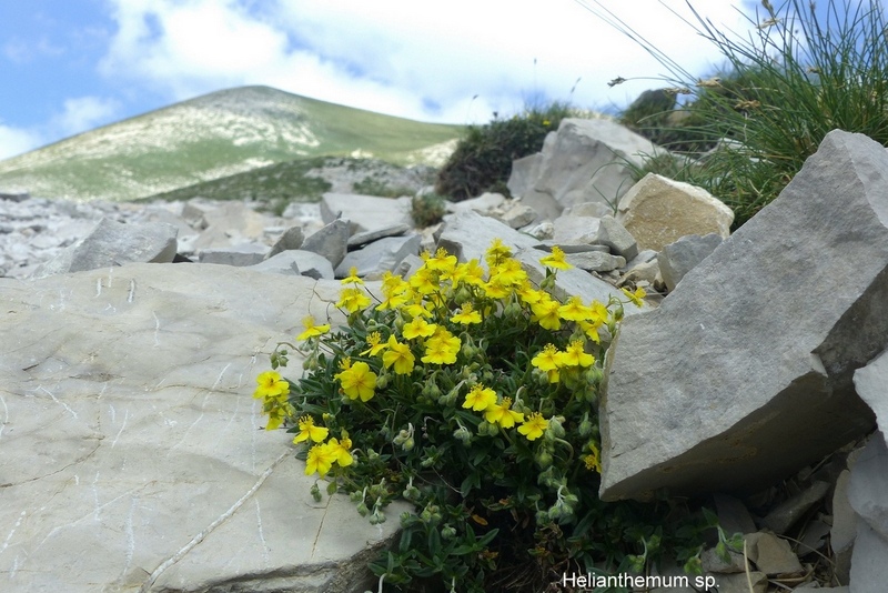 Orchidee e fiori del Monte Vettore e del Lago di Pilato � 26 giugno 2025.